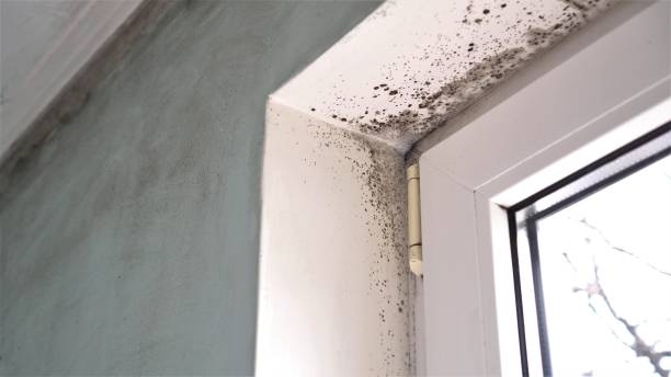 Best Environmental Consulting for Mold Prevention  in Yorklyn, PA